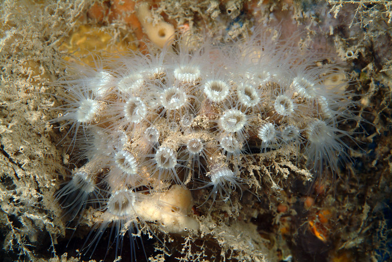 Epizoanthus arenaceus